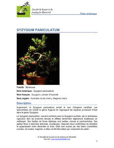 syzygium paniculatum - Société de bonsaï et de penjing de Montréal