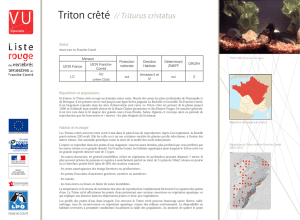 Triton crêté - Biolovision