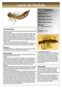 Larve de libellule - Accueil site AAPPMA Colombier