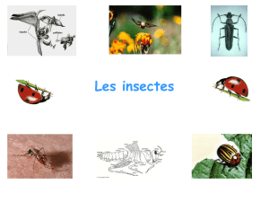 cours Entomologie licence pro 2014