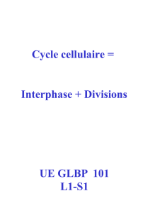 G-Cycle cellulaire - 12-13
