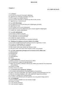 BIOLOGIE Chapitre I LE CORPS HUMAIN 1. Le larynx: A. Est situé