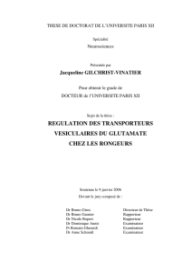 regulation des transporteurs vesiculaires du glutamate chez les