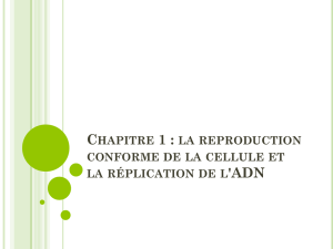 Chapitre 1 : la reproduction conforme de la cellule et la réplication