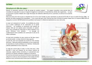Le Cœur Structure et rôle du cœur :