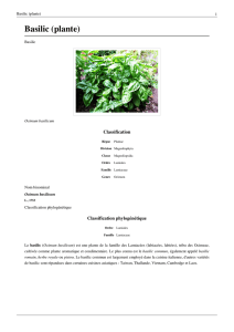 Basilic (plante)