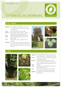 les feuillus du luxeMBOurg