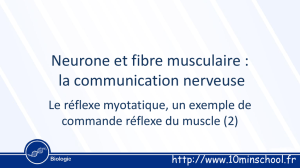 Neurone et fibre musculaire : la communication nerveuse
