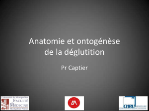 Anatomie de la déglutition - Campus Numérique d`Anatomie