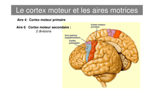 Le cortex moteur et les aires motrices