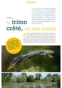 Le triton - Life Prairies Bocagères