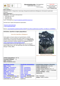 . . Fiche présentation arbre : Stereospermum euphorioides (Bojer) A