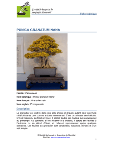 punica granatum nana - Société de bonsaï et de penjing de Montréal