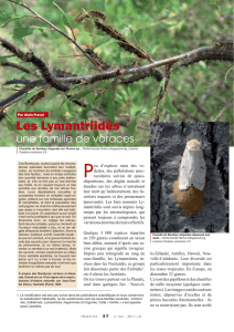 Les Lymantriidés / Insectes n° 162