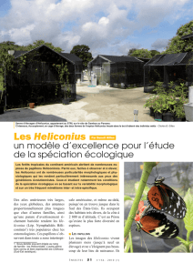 Les Heliconius - Passion Entomologie