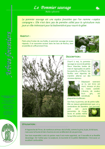 L`alisier torminal est un des rares fruitiers forestiers qui peut