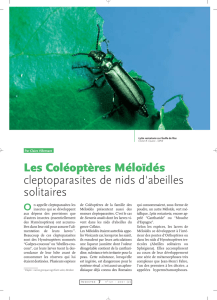 Les Coléoptères Méloïdés / Insectes n° 121