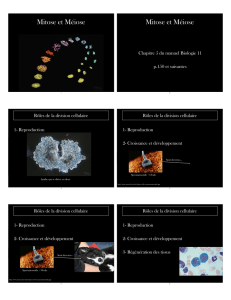 Biologie BI - 3.3 et 1.6 La mitose et la méiose