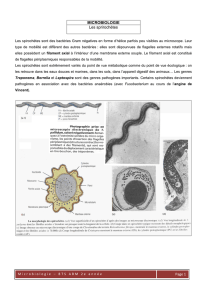 Page 1 MICROBIOLOGIE Les sprirochètes