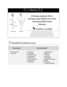 Echinacea - FloraMedicina