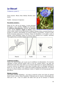 Centaurea cyanus - Conservatoire botanique national de Brest