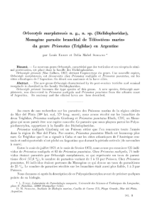 Orbocotyle marplatensis ng, n. sp. (Diclidophoridae)