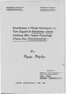 Tube Digestif de Distjçhodus __`!D~_()nii _ Schilthuis 1891, Poisson