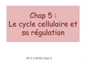 cycle cellulaire