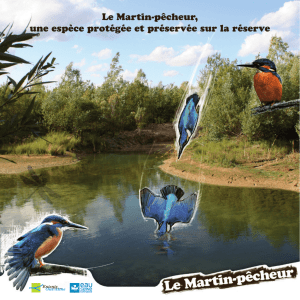 Le Martin-pêcheur, une espèce protégée et préservée sur la réserve