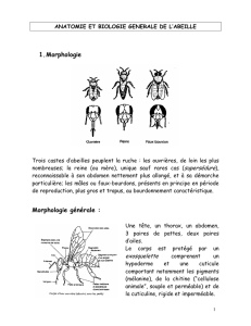 Biologie de l`abeille - st