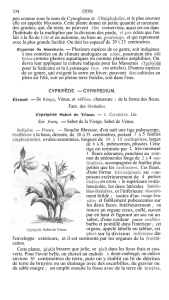 peu connue sous le nom de Cynoglosse et d`Omphalodes, et le plus