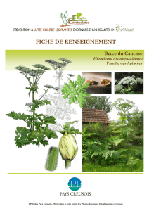Dossier Herbes de la Pampa ( Cortaderia selloana )