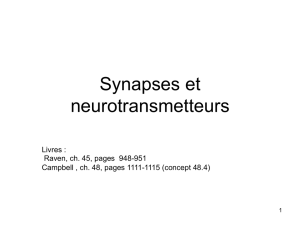 Synapses et neurotransmetteurs