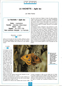 La Hachette, Aglia tau / Insectes n° 91