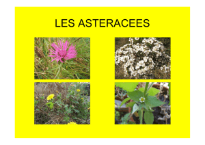 les asteracees