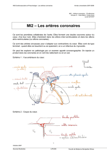 MI2 – Les artères coronaires