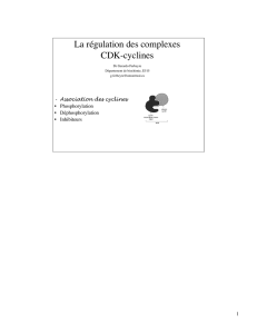 La régulation des complexes CDK