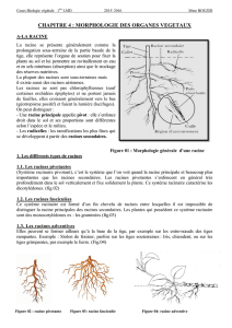 Cours Biologie végétale CH 4 et 5 1ère LMD 2015/2016 présenté
