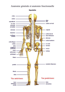 Anatomie générale - cesabpaalmete2016