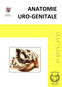 Anatomie uro-génitale - Laboratoire d`Anatomie