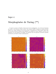Morphogénèse de Turing (**)