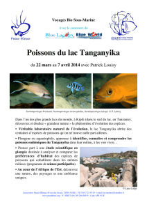 Poissons du lac Tanganyika - Association Peau