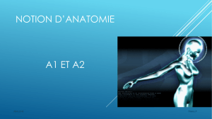 notion d`anatomie a1 et a2