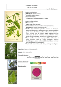 Carpinus betulus L. - Jardin Botanique de Nancy