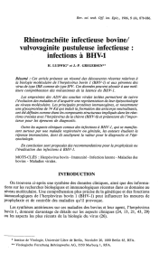 infections à BHV-1