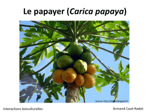Le papayer (Carica papaya)