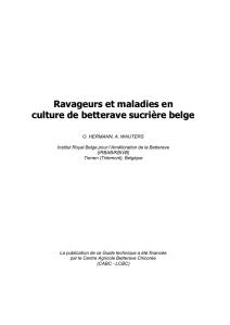 Ravageurs et maladies en culture de betterave sucrière belge