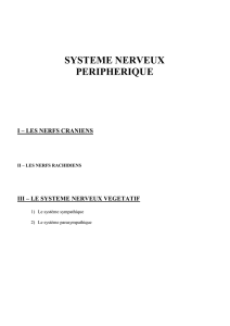 Le système nerveux périphérique