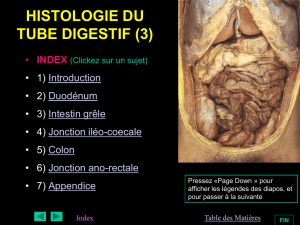 histologie du tube digestif (3)