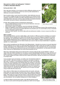 Que peut-on cultiver en hydroponie ? Article 2 La Stévia rebaudiana
